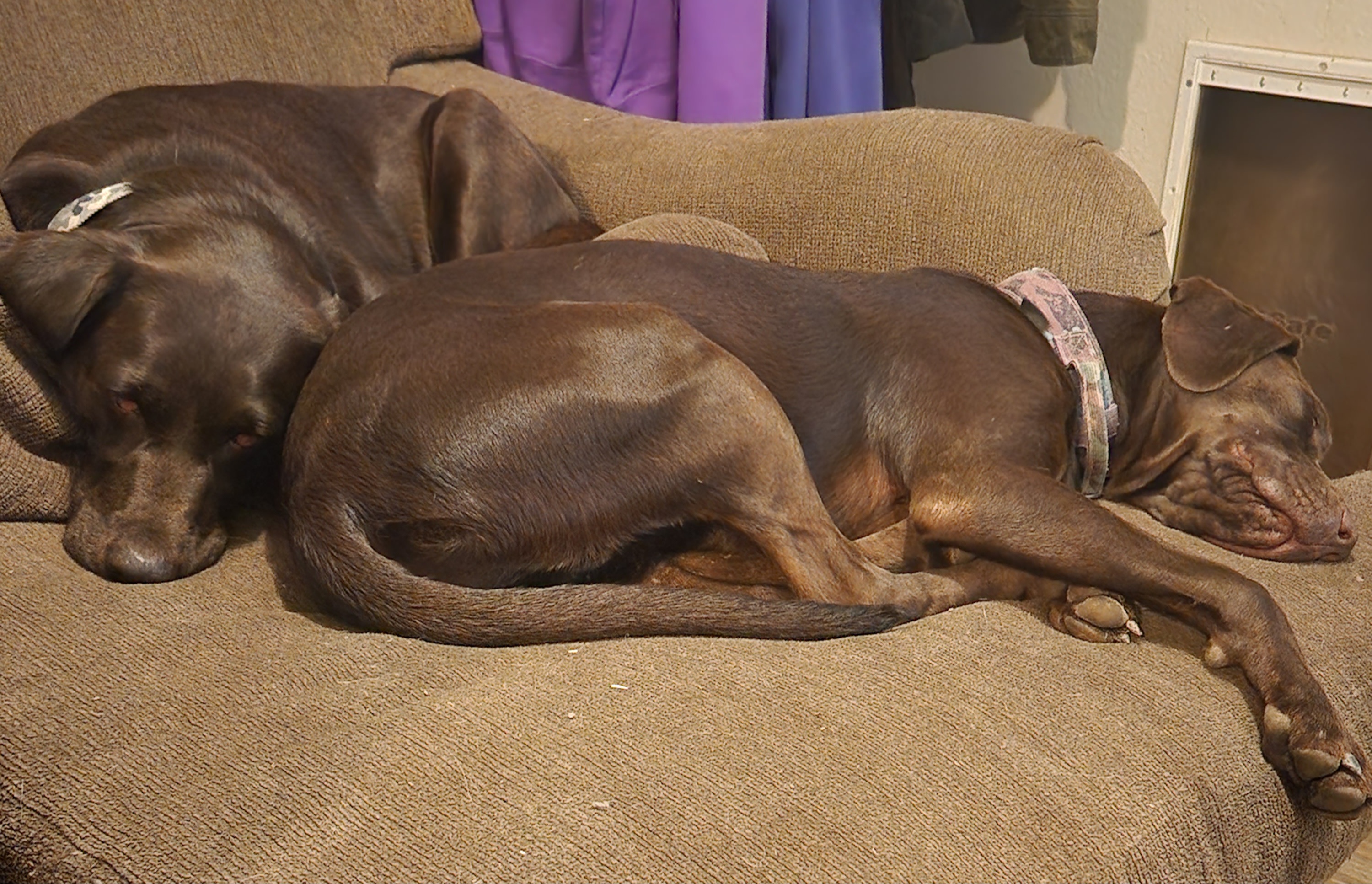 My Labby Girls